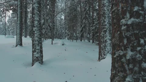 Deep Winter Forest Stock Footage 200830966