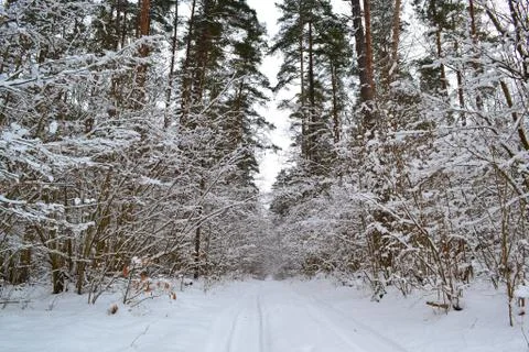 Deep winter forest landscape with road. Cold season. Pine branch.  Belarus la Stock Photos