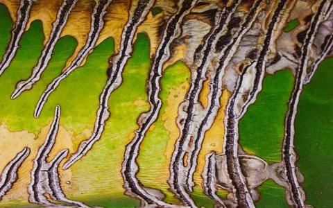 Deep withered scars on the bark of a green yellow cactus. Exotic plant succulent Stock Photos