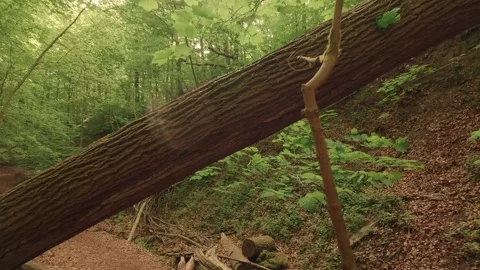 Deep within a forest gorge—atmospheric, close to nature, and fairytale-like Video stock 334587564