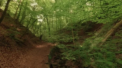 Deep within a forest gorge—atmospheric, close to nature, and fairytale-like Video stock 334587778