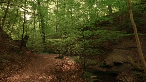 Deep within a forest gorge—atmospheric, close to nature, and fairytale-like Video stock 334587986