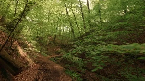 Deep within a forest gorge—atmospheric, close to nature, and fairytale-like Video stock 334588275