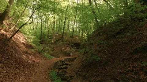 Deep within a forest gorge—atmospheric, close to nature, and fairytale-like Video stock 334588628