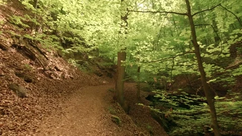 Deep within a forest gorge—atmospheric, close to nature, and fairytale-like Video stock 334589131