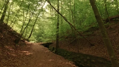 Deep within a forest gorge—atmospheric, close to nature, and fairytale-like Video stock 334589473