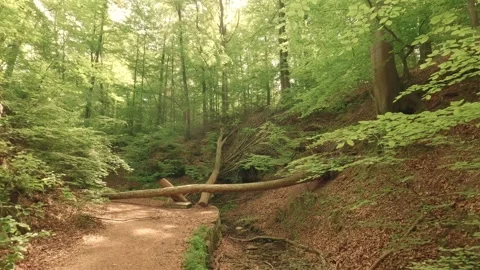 Deep within a forest gorge—atmospheric, close to nature, and fairytale-like Video stock 334589647