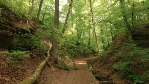 Deep within a forest gorge—atmospheric, close to nature, and fairytale-like Video stock 334589993