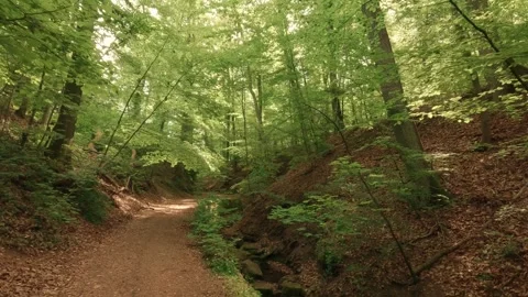 Deep within a forest gorge—atmospheric, close to nature, and fairytale-like Video stock 334590394