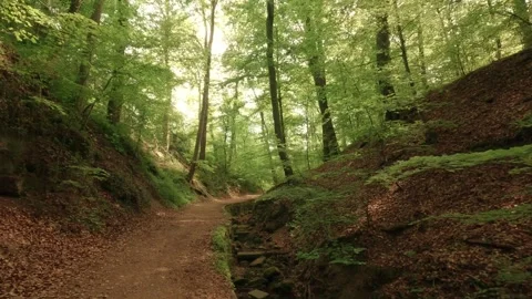Deep within a forest gorge—atmospheric, close to nature, and fairytale-like Video stock 334590442