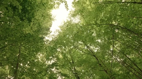 Deep within a forest gorge—atmospheric, close to nature, and fairytale-like Video stock 334590514