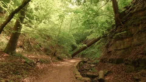 Deep within a forest gorge—atmospheric, close to nature, and fairytale-like Video stock 334597345