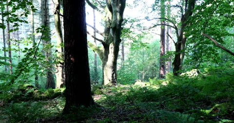 Deep in the Wood, Dramatic Light Langsett Woods Yorkshire Stock Footage 139747101