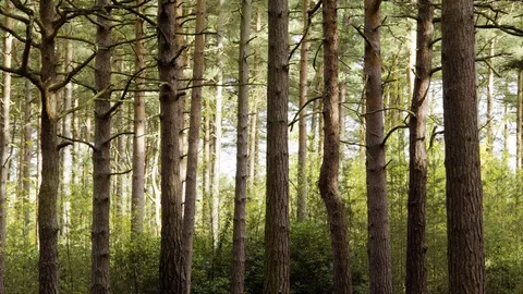 Deep Woodland dense with vertical lines and strong sunlight Stock Footage 82322883