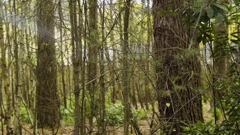 Deep Woodland with thin trees and pan Stock Footage 82322794
