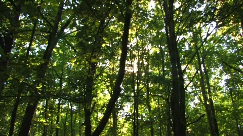 Deep in the Woods Stock-Footage 617362