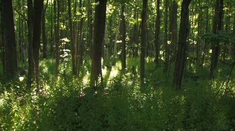 Deep in the Woods Vidéo 617376