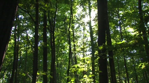 Deep in the Woods Vidéo 617387