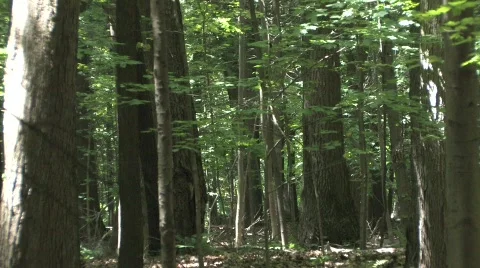 Deep in the Woods Stock-Footage 736515