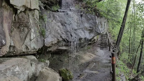 Deep Woods Hiking in the Rain on Forest Trail Stock Footage 75463536