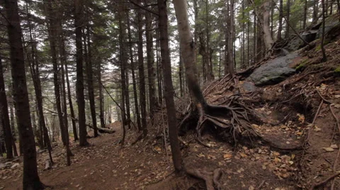 Deep in the woods - P1050083 Video stock 32014564