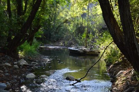 Deep woods Stock Photos