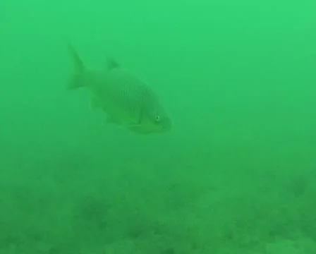 Deep yellowfish Stock Footage 22024860