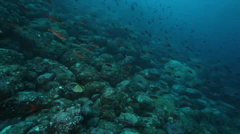 Deeper coral reef wall Stock-Footage 42963506