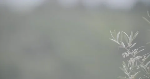 A deeper look at the olive terrain 스톡 동영상 143966722