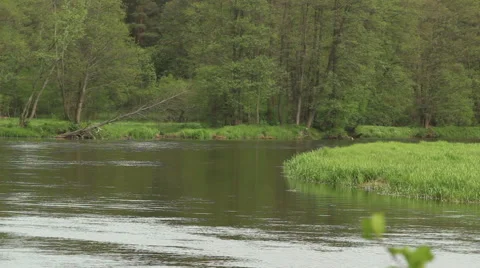 Deepest forest river Stock Footage 50283569