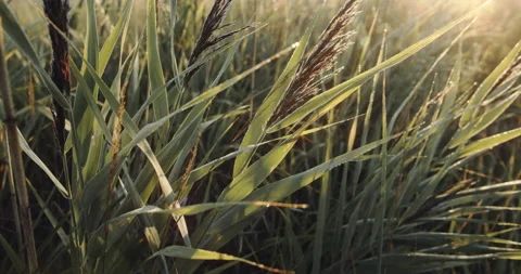 Deeply in the field, view of cereals and grass, green background, under the sun Stock Footage 138506409
