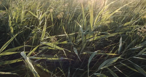 Deeply in the field, view of cereals and grass, green background, under the sun Stock Footage 138992495