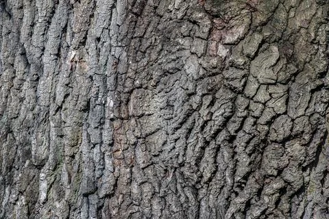 Deeply Furrowed Bark Texture of Black Locust Tree Stock Photos
