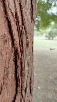 Deeply furrowed brown tree bark texture close up shot stock photo image 写真素材