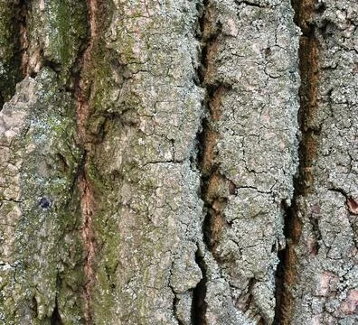 Deeply furrowed texture of old poplar tree bark close-up Stock Photos