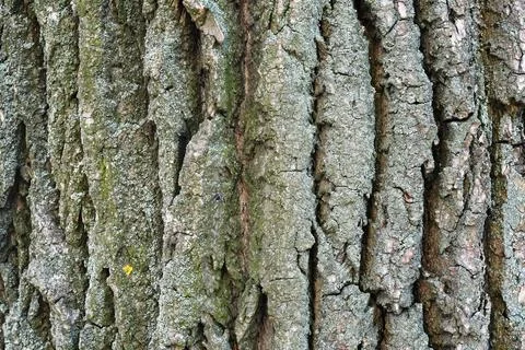 Deeply furrowed texture of old poplar tree bark close-up Stock Photos