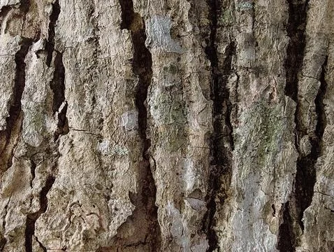 Deeply grooved tree bark surface with natural cracks and lichen growth. Stock Photos