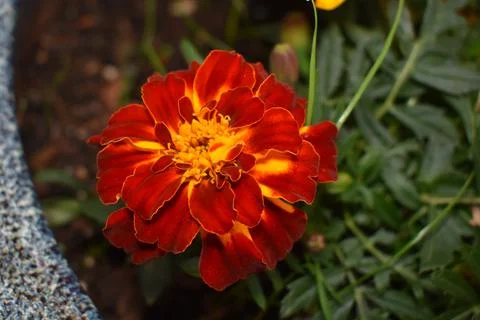 Deeply Red Marigold Spring flower Stock Photos