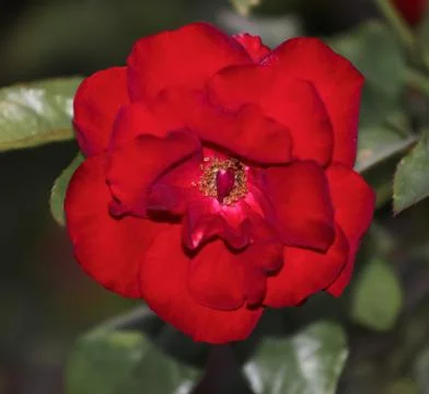 A deeply red Tea Rose Stock Photos