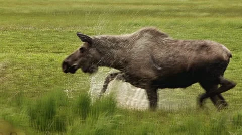 Deeply Scarred Moose in Marsh Kicking Angry Stock-Footage 11154889