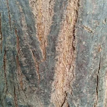 Deeply textured grey rough tree trunk bark reddish brown undertones Fotos de archivo