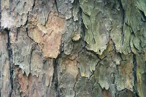 Deeply textured tree bark macro Stock Photos