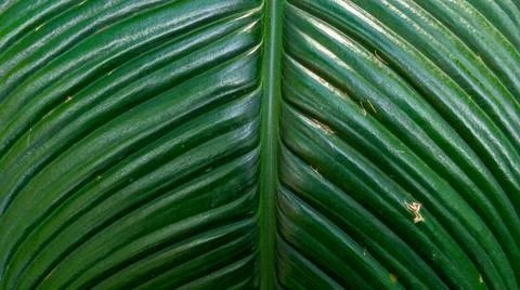 Deeply Veined Green Leaf Texture Фото
