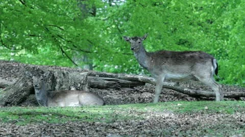 Deer 001 Stock Footage 10966115
