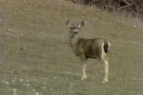 Deer 01 Stock Footage 492006
