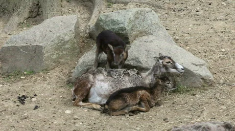 Deer 01 Stock Footage 494180