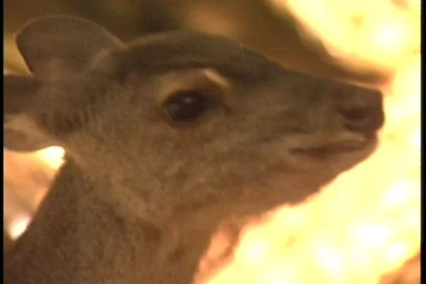 Deer - 015260001 Stock Footage 844838