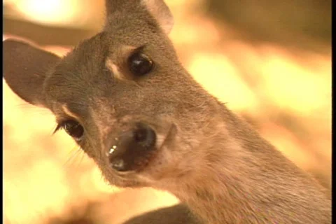 Deer - 015260002 Stock Footage 844796