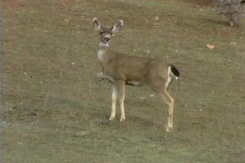 Deer 02 Stock Footage 492004