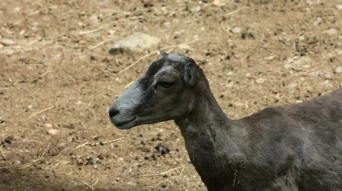 Deer 02 Stock Footage 494179